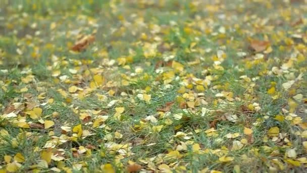 Žluté Listy Stromů Padají Trávu Podzimním Parku — Stock video