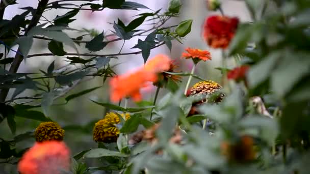 园中的大丽花和其他植物的美丽景色 水花飞溅 — 图库视频影像