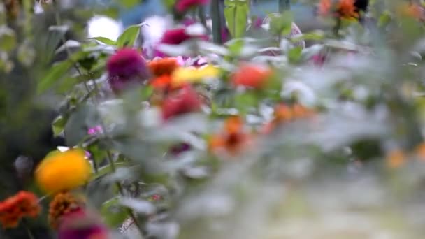 Vacker Utsikt Över Dahlia Blomma Och Andra Växter Trädgården Vattenstänk — Stockvideo