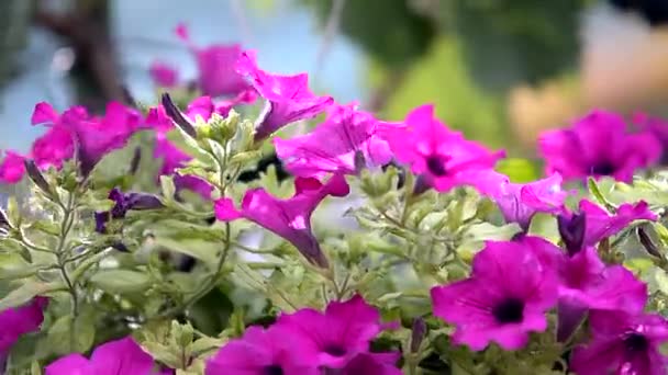 Florescendo Flores Petúnias Jardim Close Belos Sinos Azuis Púrpura Petúnia — Vídeo de Stock