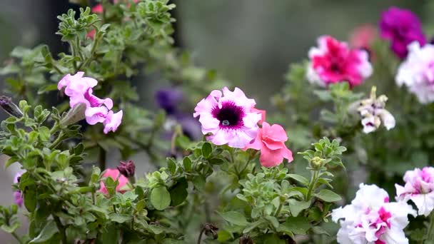 Blooming Petunia Flowers Garden Close Beautiful Purple Petunia Bluebells — Stock Video