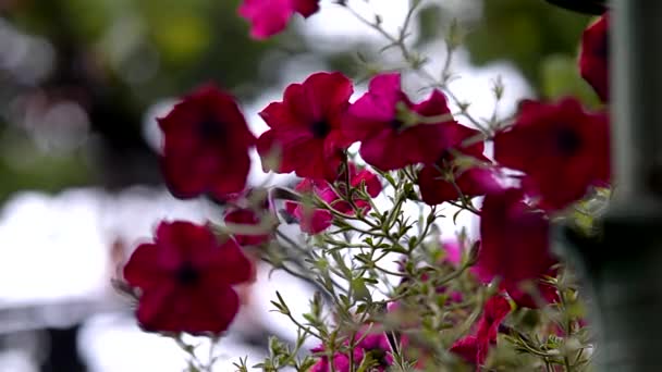 Flores Florecientes Petunia Jardín Primer Plano Hermosas Petunia Púrpura Bluebells — Vídeos de Stock