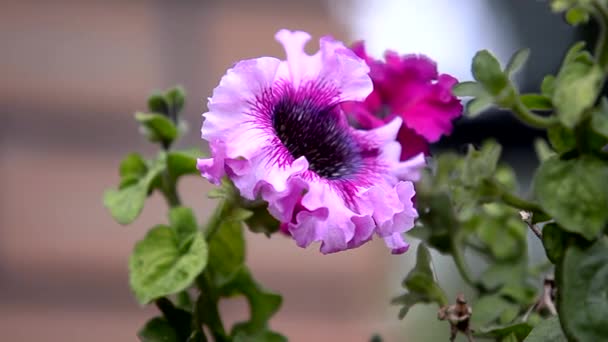 Virágzó Petúnia Virágok Kertben Közelkép Gyönyörű Lila Petúnia Harangvirág — Stock videók