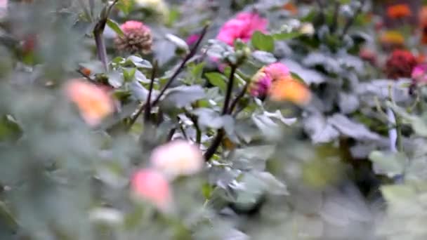 Bush Rosas Vermelhas Viver Cultivando Flores Inflorescência Rosas Naturais Respingo — Vídeo de Stock