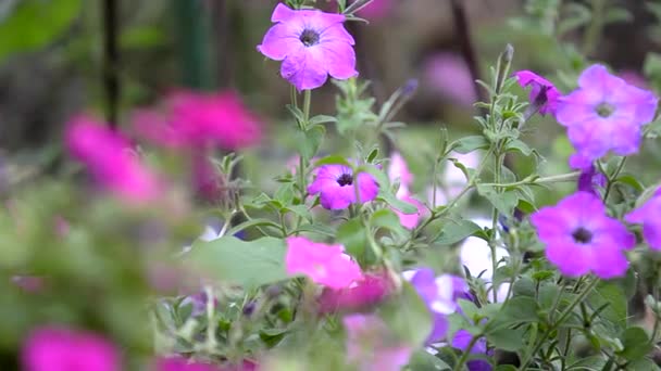 Flores Florecientes Petunia Jardín Primer Plano Hermosas Petunia Púrpura Bluebells — Vídeos de Stock