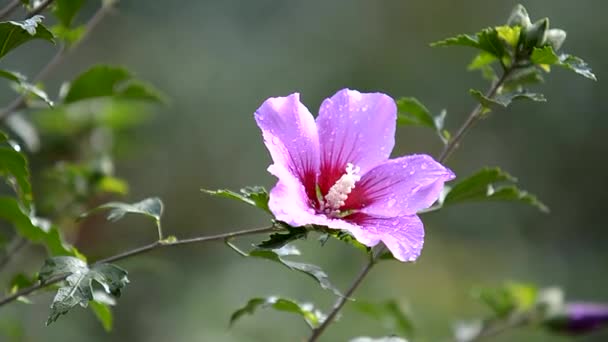 Floare Hibiscus Roz Frumos Parc Flori Stropi Apă Natură — Videoclip de stoc
