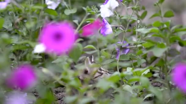 Kleines Kätzchen Blumen Entzückende Haustiere Mit Buntem Hintergrund — Stockvideo