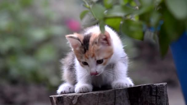 Mały Kotek Kwiatach Urocze Zwierzęta Kolorowym Tle — Wideo stockowe