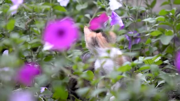 Котёнок Цветах Очаровательные Домашние Животные Красочным Фоном — стоковое видео