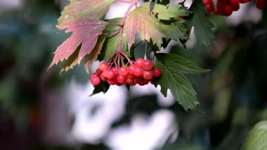 Rüzgarda bir kürek dalı gelişiyor..