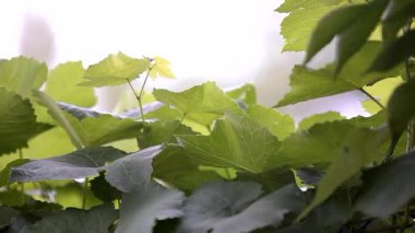 Üzüm yaprakları ve güneş. Bağlarda ilkbahar.