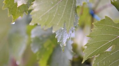 Üzüm yaprakları ve güneş. Bağlarda ilkbahar.