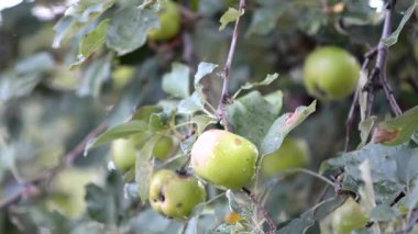 Olgun sulu elmalar bahçedeki bir dala asılı. Yakın plan. Organik gıda çiftliği, doğal meyveler. 