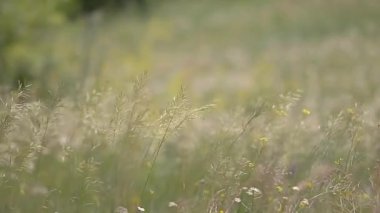 Renkli kır çiçekleriyle dolu bir çayır. Taze yeşil çimenler. 