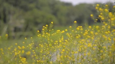 Renkli kır çiçekleriyle dolu bir çayır. Taze yeşil çimenler. 