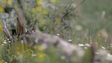 Renkli kır çiçekleriyle uzun otların arasında eski bir kütük