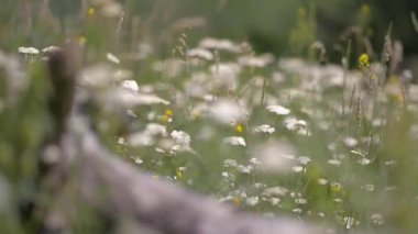 Renkli kır çiçekleriyle uzun otların arasında eski bir kütük.