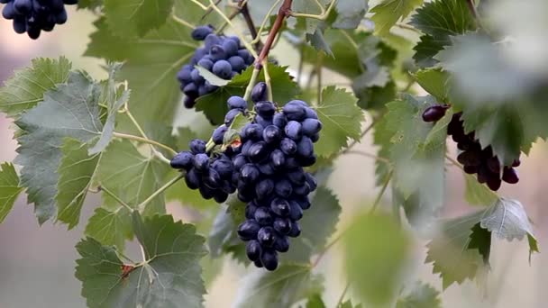 农业用地上的葡萄秋收 成熟红葡萄的枝条 — 图库视频影像