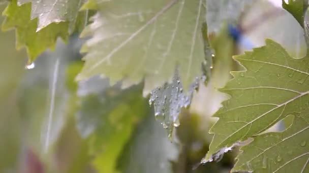 Druivenbladeren Zon Lente Wijngaarden — Stockvideo