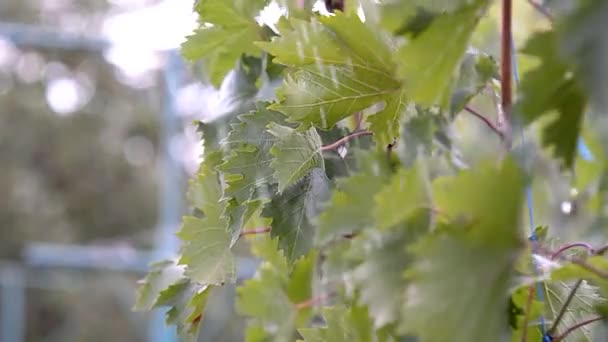 Druivenbladeren Zon Lente Wijngaarden — Stockvideo