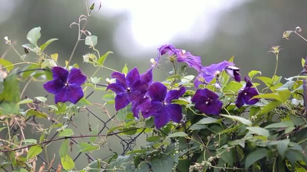 Morado Púrpura Con Reflejos Lavanda Pálida Clematis Jackmanii Flores Jardín — Vídeos de Stock