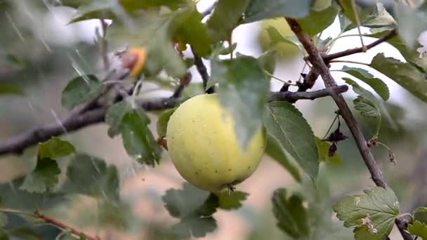 Manzanas Maduras Jugosas Cuelgan Una Rama Jardín Primer Plano Granja — Vídeos de Stock
