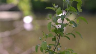Nehrin arka planındaki ağaç dalı. Güneşli bir günde rüzgarda sallanıyor 