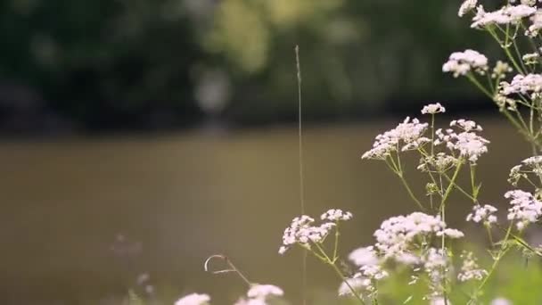 河边有春天的草本花 生长在一条浅浅的闪闪发光的河岸上的植物 — 图库视频影像