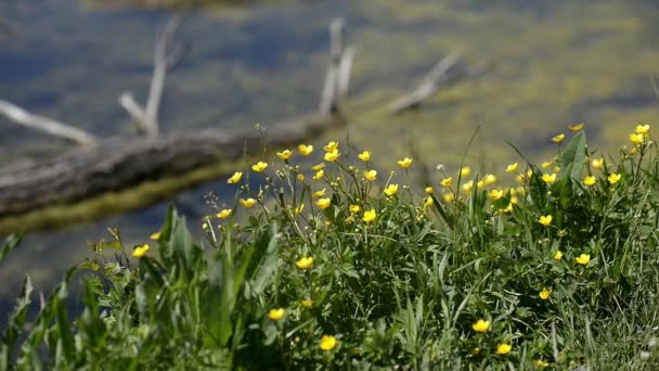 河边有春天的草本花 生长在一条浅浅的闪闪发光的河岸上的植物 — 图库视频影像