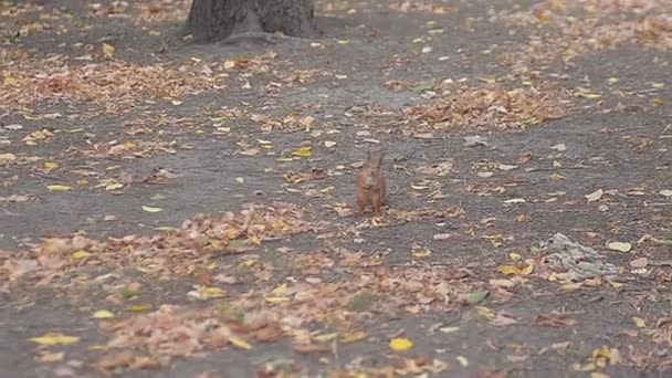 リスは秋の公園を走り ナッツや食べ物を求めて葉を探します — ストック動画