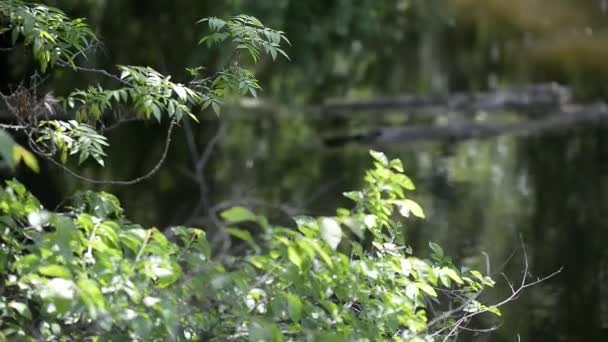 Gałąź Drzewa Tle Rzeki Kołysząc Się Wietrze Słoneczny Dzień — Wideo stockowe