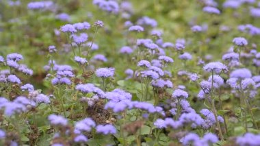 Ageratum Meksikalı Leda. Manzara tasarımı, yazın güzelliği.