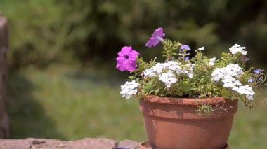 Verbena melezi. Manzara tasarımı, yazın güzelliği..