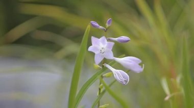 Hosta plantain. Manzara tasarımı, yazın güzelliği..