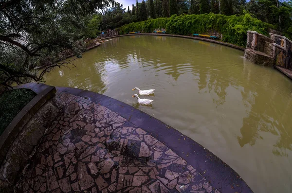 Wonderful Picturesque Park Lots Vegetation Lake Ducks Fountain Firs Arborvitae — Stock Photo, Image