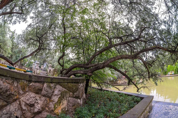 Harika bir resim parkı. Bir sürü bitki ve ördekli bir göl. Çeşme, köknar, arborvitae, yabani üzüm..