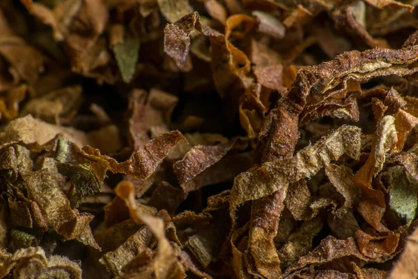 Ezilmiş tütün yaprağı yakın plan. makro fotoğrafçılık. Ağır çekim yakın çekim