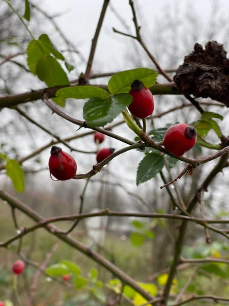 花园里一棵树上的红色浆果 — 图库照片