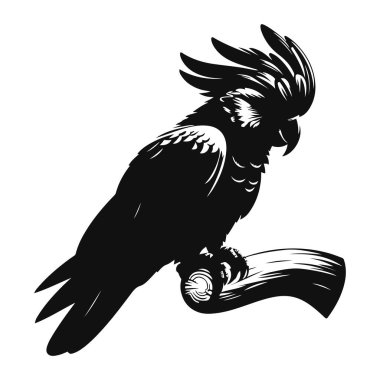 Kakadu silueti tropikal vahşi yaşam ve egzotik hayvan doğası tasarımı için siyah vektör tünemişti.