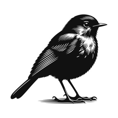 Ayakta duran Robin Siluet, bahçe kuşu vahşi yaşam için siyah vektör. Klima ve bahar hayvan doğası tasarımı.