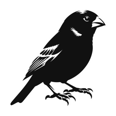 Kanarya silueti ötücü kuşlar için siyah vektör tünemiş küçük kuş ve doğa tasarımı