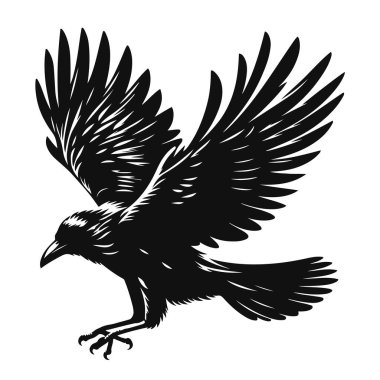 Uçan kargaların siyah vektör silueti. Şehir yaban hayatı klipleri ve akıllı hayvan sanatı için.