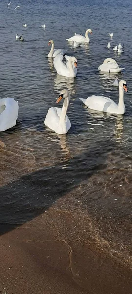 Cisnes Blancos Lago — Foto de Stock