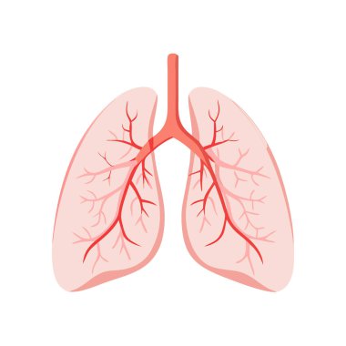 Solunum sistemiyle insan akciğerleri anatomisi çizimi