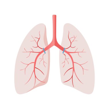 Solunum sistemiyle insan akciğerleri anatomisi çizimi