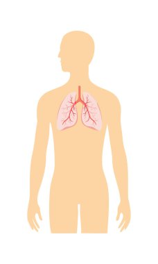 Solunum sistemiyle insan akciğerleri anatomisi çizimi