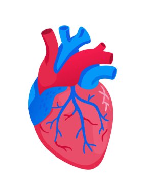 Solunum sistemiyle insan akciğerleri anatomisi çizimi