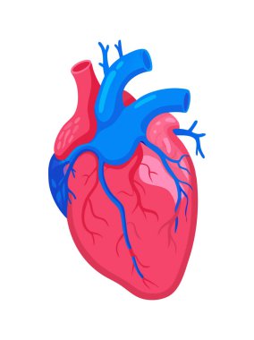 Solunum sistemiyle insan akciğerleri anatomisi çizimi