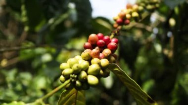 Olgun ve olgunlaşmamış meyveleri bir ağaç dalına koyup doğal ortamlarda yetişen kahveyi sergiliyorlar..