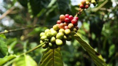 Bir fidanlıktaki ağaçtaki taze kahve kirazı kümesi kahve tarlasının doğal güzelliğini vurguluyor..
